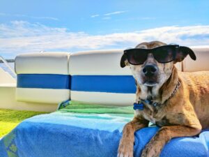 how to keep your dog cool in summer