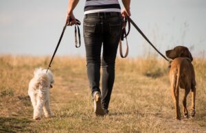 benefits of walking your dog